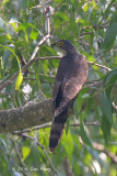 Cuckoo, Large Hawk (adult) @ Bidadari