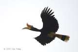 Hornbill, Rhinoceros (male)