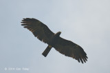 Eagle, Black @ Halimun