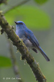 Flycatcher, Pale-blue (male) @ Halimun