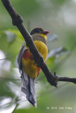 Trogon, Javan (male) @ Halimun