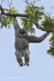 Javan Gibbon @ Halimun