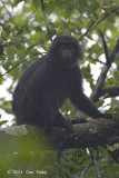 Javan Leaf Monkey @ Halimun