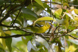 Shrike-Babbler, Trilling