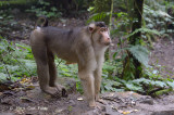 Macaque, Southern Pig-tailed @ Gede