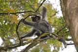 Javan Leaf Monkey @ Gede