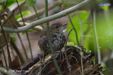 Babbler, Pygmy Wren @ Gede