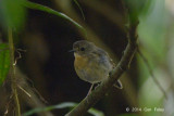 Flycatcher, Snowy-browed (juv male) @ Gede