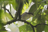 Shrike-babbler, Pied (female) @ Gede