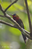 Sunbird, White-flanked (male) @ Gede