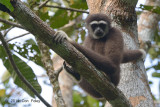 Gibbon, White-handed