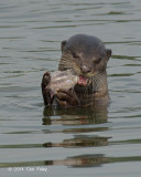 Smooth-Coated Otter @ Halus