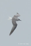 Tern, Aleutian @ Straits of Singapore