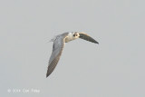 Tern, White-winged @ Straits of Singapore