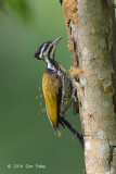 Goldenback, Common (female) @ Bidadari