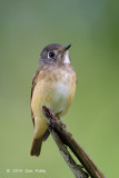Flycatcher, Ferruginous @ Bidadari