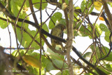 Spiderhunter, Yellow-eared @ Rifle Range Link