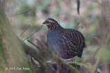 Partridge, Rufous-throated @ Doi Inthanon