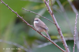 Bushchat, Grey (female) @ Ban Luang