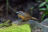 Babbler, Spot-necked @ Mae Wong