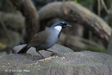 Laughingthrush, Black-throated @ Mae Wong