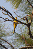 Minivet, Long-tailed (female) @ Doi Lang