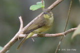 Bulbul, Finschs