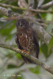 Owl, Brown Hawk