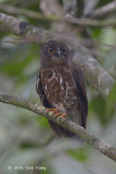 Owl, Brown Hawk