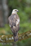 Eagle, Changeable Hawk (pale morph)