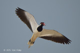 Lapwing, Red Wattled