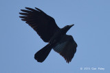 Crow, Slender-billed