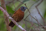 Babbler, Grey-headed