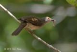 Bulbul, Spectacled