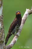 Cuckoo, Violet (male) @ JEG