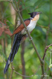 Cuckoo, Chestnut-winged @ JEG