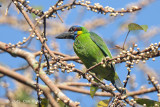 Barbet, Red-crowned