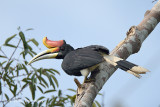 Hornbill, Rhinocerus (male)