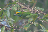Barbet, Yellow-crowned