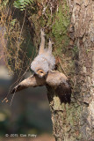 Owl, Spotted Wood (juv) @ Pasir Ris Park