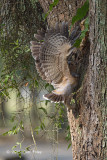 Owl, Spotted Wood (juv) @ Pasir Ris Park