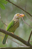 Barbet, Lineated @ Bidadari