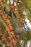 Pigeon, Pink-necked Green @ Pasir Ris