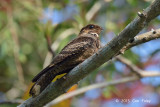 Nightjar, Large-tailed @ Halus