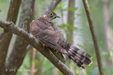 Cuckoo, Large Hawk (juv) @ Bidadari