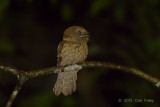 Frogmouth, Goulds (male)