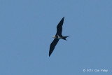 Frigatebird, Lesser @ Singapore Straits