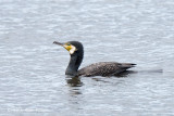 Cormorant, Great @ Hornborgasjön, Sweden