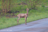 Fallow Deer @ Oland, Sweden