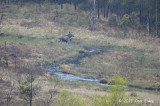 Moose @ near Varberg, Sweden